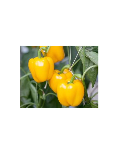 SWEETPEPPERSOLARIO.6