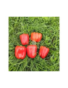 SWEETPEPPER.SALANA.6