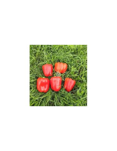 SWEETPEPPER.SALANA.6